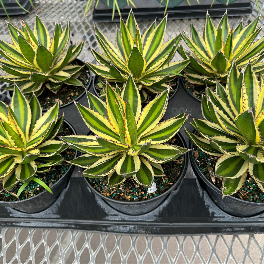 Agave lophantha &