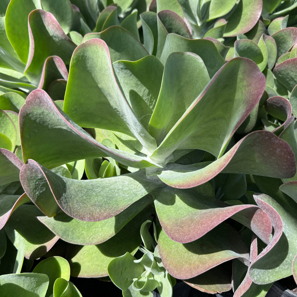 Kalanchoe Cactus, Thyrsiflora &
