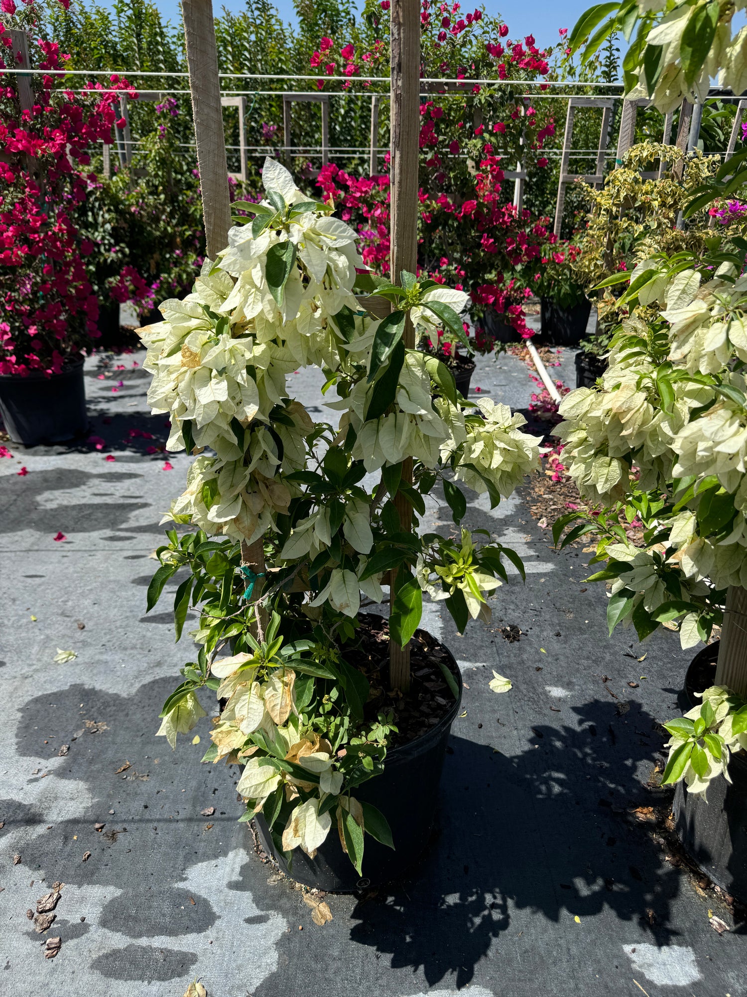 Bougainvillea White Flower Bush Form, Flowering Tree
