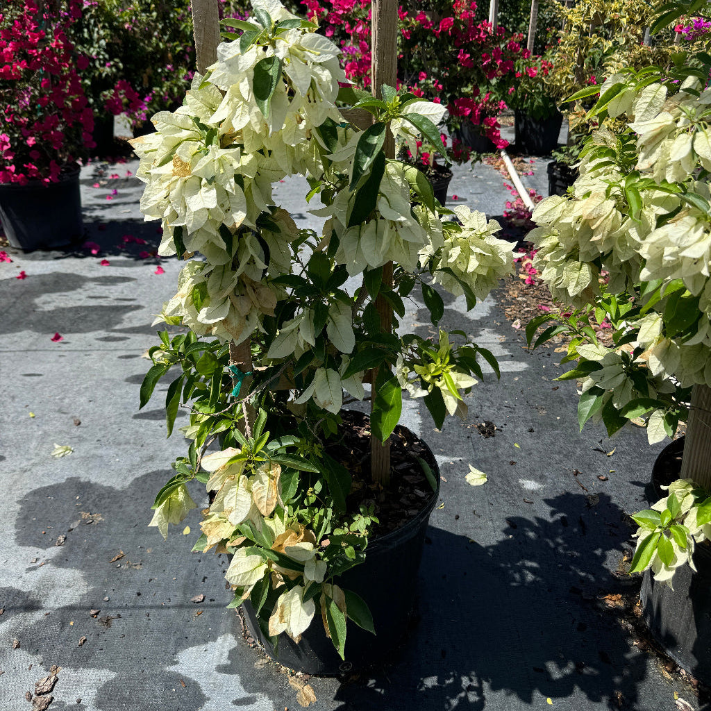 Bougainvillea White Flower Bush Form, &