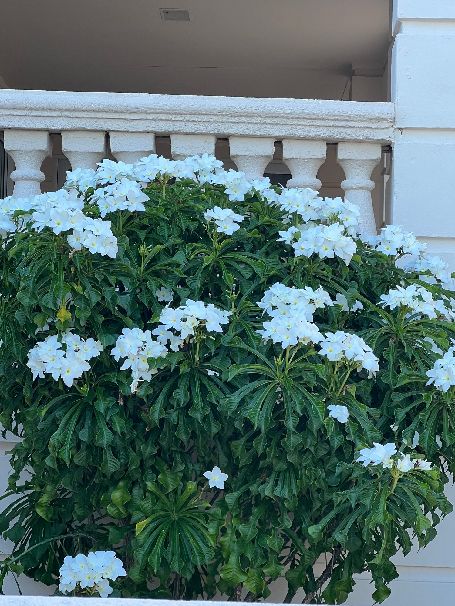 Bridal Bouquet Plumeria White Flowering Tree