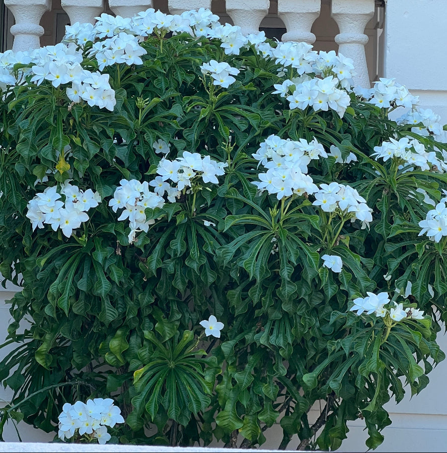 Mature Bridal Bouquet Plumeria White Flowering Plant, featuring a dense canopy of elongated glossy green foliage heavily adorned with elegant clusters of delicate white blooms, growing as a magnificent shrub in a beautifully landscaped outdoor setting in front of a white architectural balustrade, ideal as a stunning tropical focal point and vibrant landscape feature.