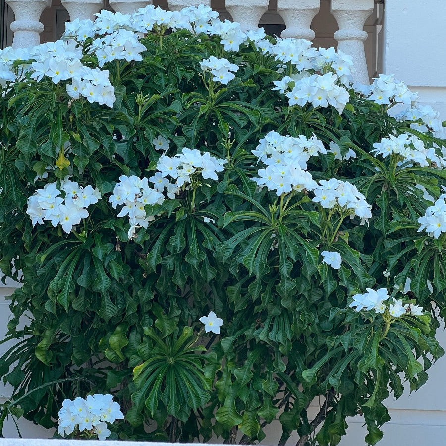 Mature Bridal Bouquet Plumeria White Flowering Plant, featuring a dense canopy of elongated glossy green foliage heavily adorned with elegant clusters of delicate white blooms, growing as a magnificent shrub in a beautifully landscaped outdoor setting in front of a white architectural balustrade, ideal as a stunning tropical focal point and vibrant landscape feature.