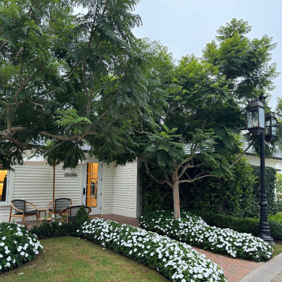 Mature Jacaranda Mimosifolia Tree featuring a lush canopy of feathery green foliage, growing in an upscale landscaped outdoor garden setting next to a brick pathway bordered by bright white flowers, showcasing its potential as an elegant shade tree and structural focal point.