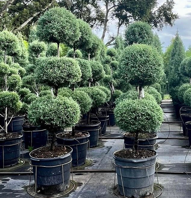 Large Topiary 3-Ball Carolina Sapphire tree form Row of potted topiary trees in a nursery setting 5gal container