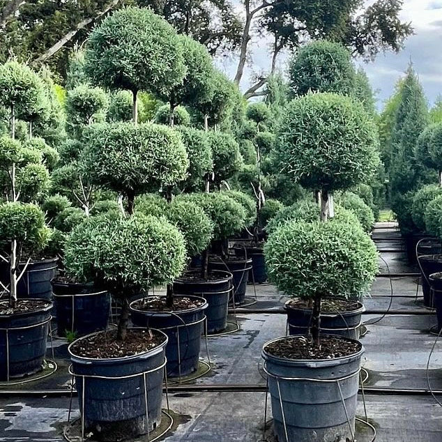 Large Topiary 3-Ball Carolina Sapphire tree form Row of potted topiary trees in a nursery setting 5gal container