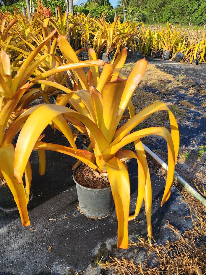 outside view of Bromeliad Aechmea Blanchetiana Orange