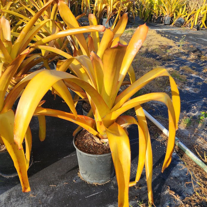 outside view of Bromeliad Aechmea Blanchetiana Orange