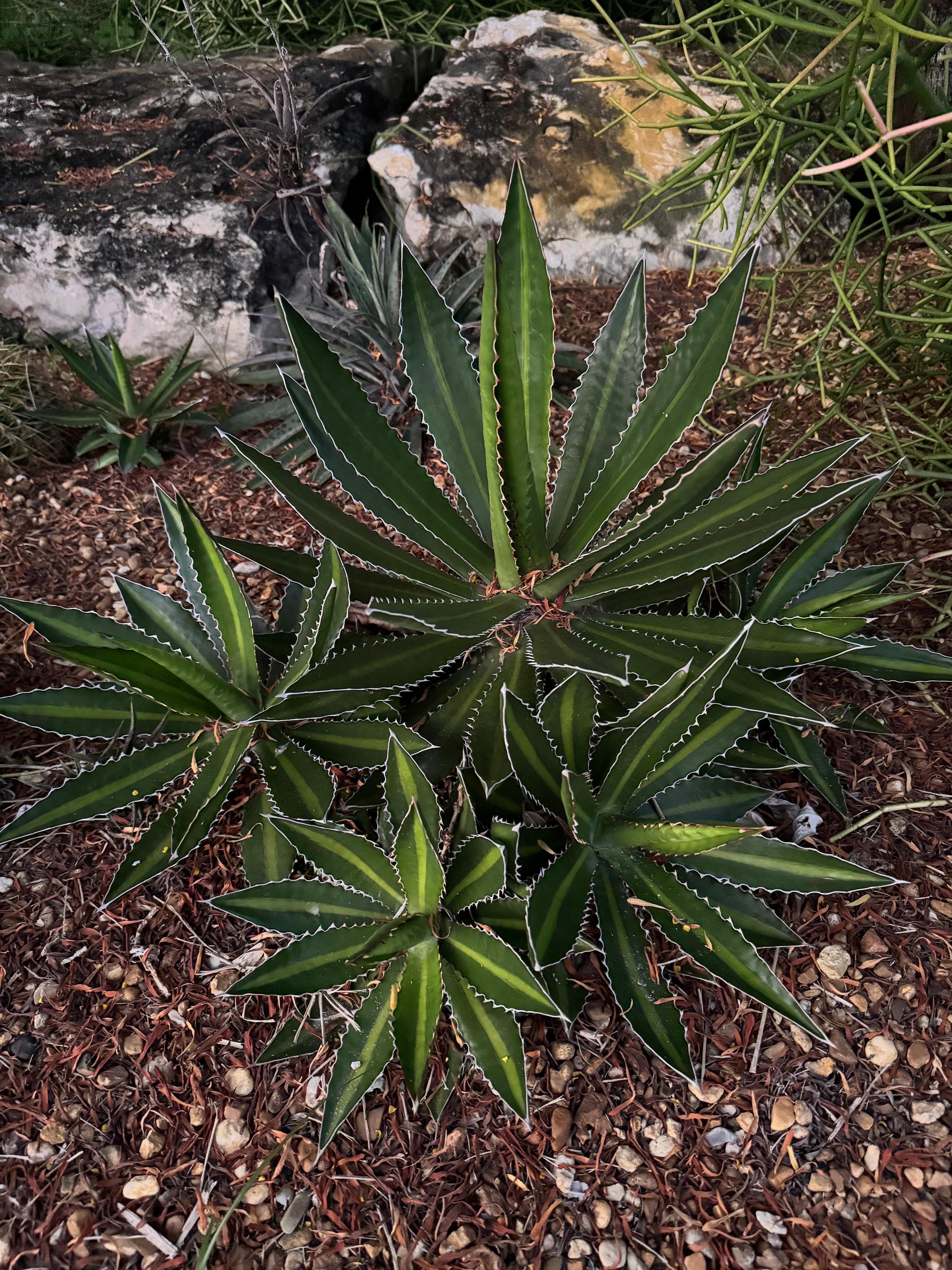 Agave lophantha &