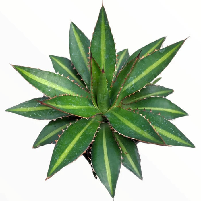 Agave lophantha &