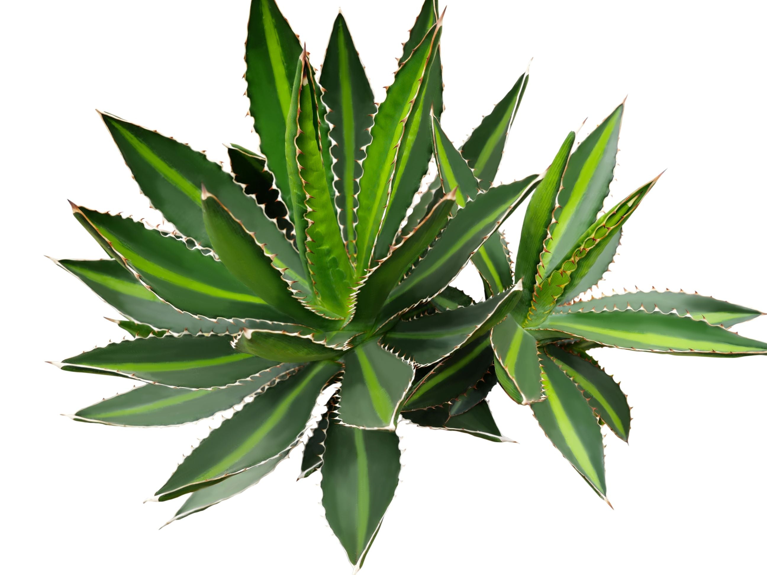 Agave lophantha &