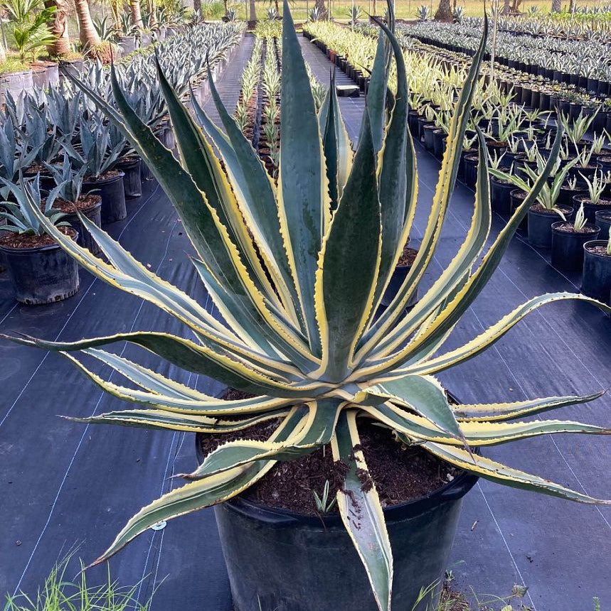 Agave Americana Marginata, Century Plant in Grower Pot