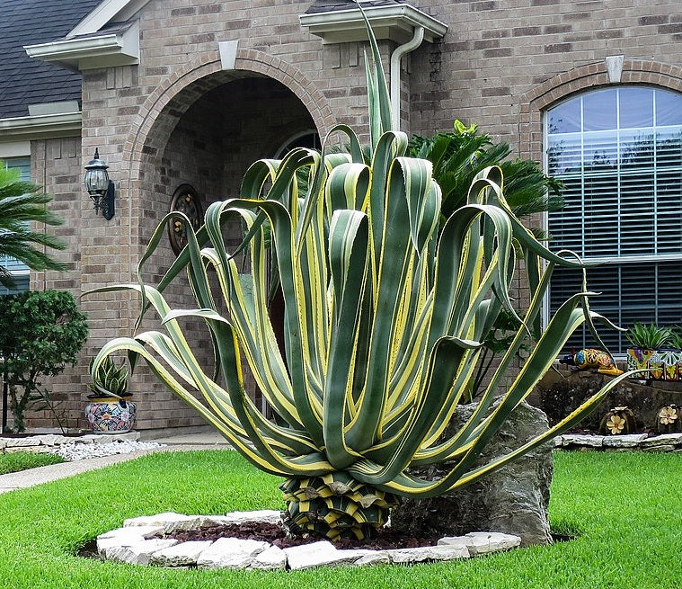 Agave Americana Variegata, Century Plant