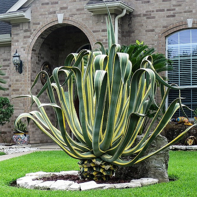 rare agave americana century plant succulent exotic maguey aloe seed Explore Agave Americana Variegata, Century Plant