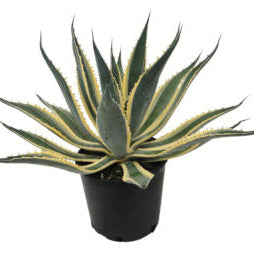 Agave Americana Marginata, Century Plant in nursery pot 2gal
