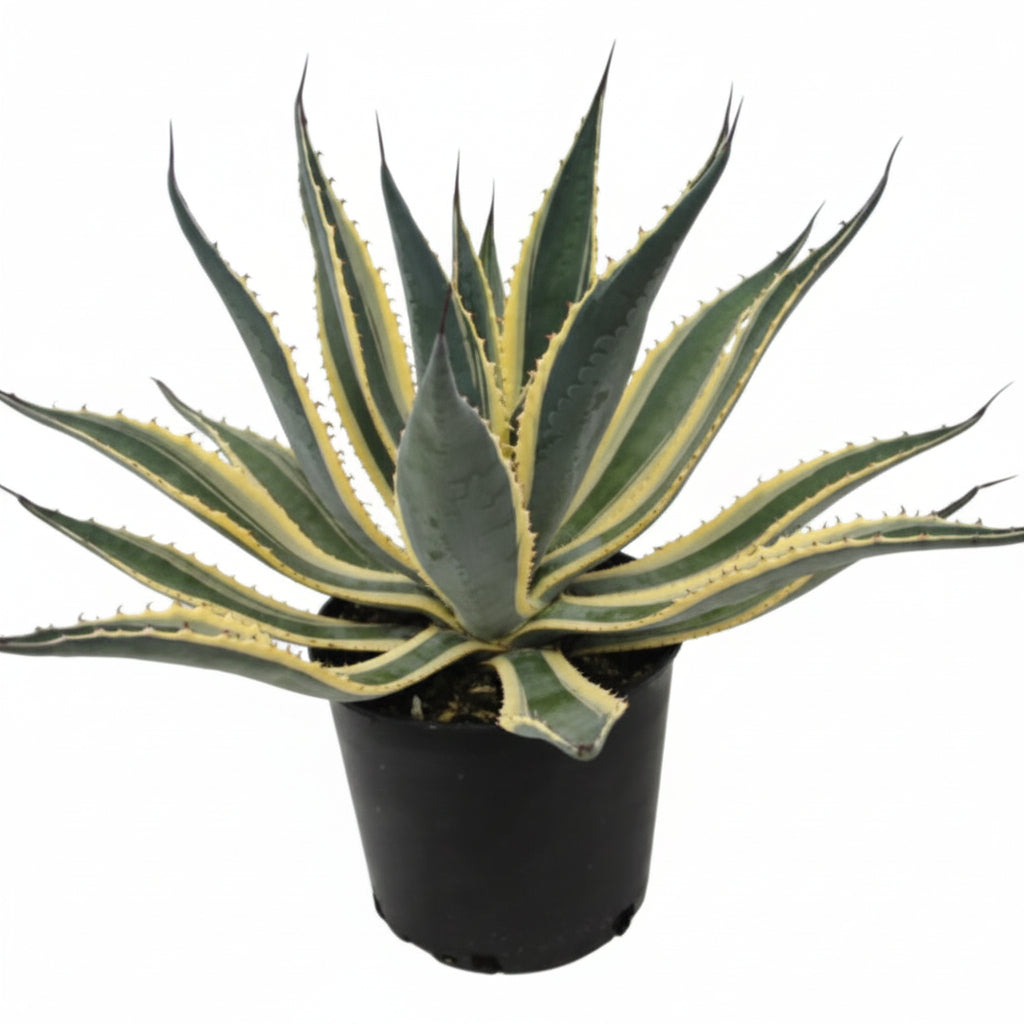 Agave Americana Marginata, Century Plant in nursery pot 2gal