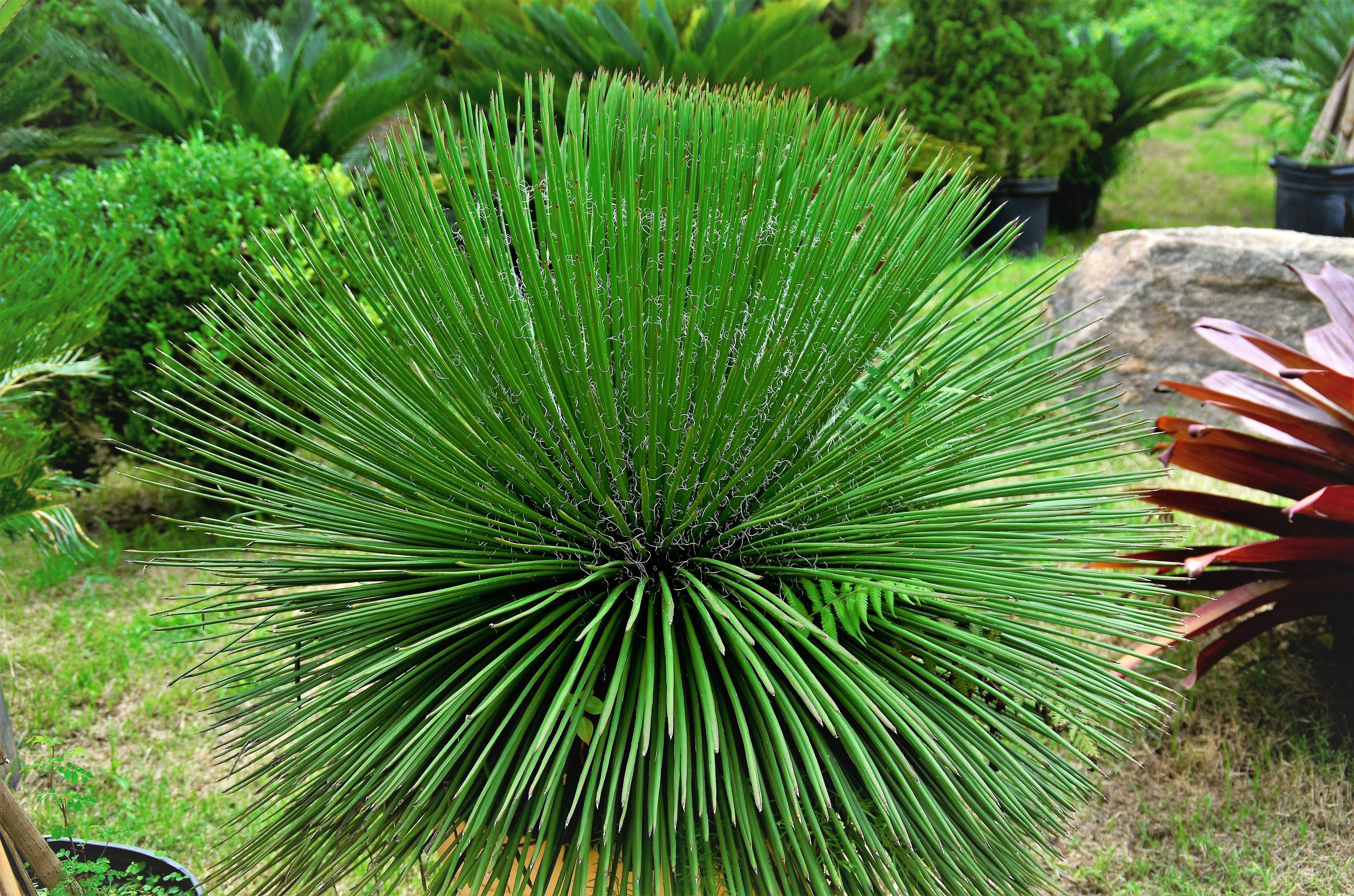 Agave Geminiflora Twin Flower