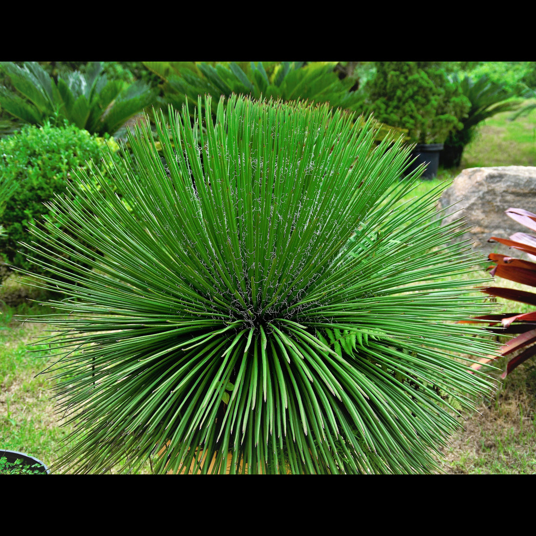 A compact Agave Geminiflora plant with needle-like leaves and copper tips, forming a neat globe shape.