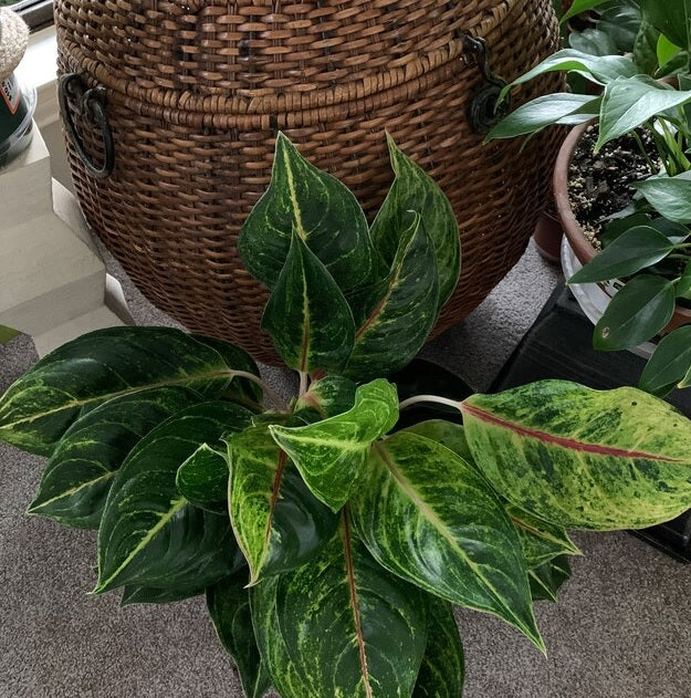 Aglaonema Green Papaya, Chinese Evergreen