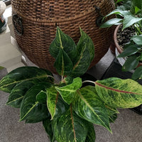 Aglaonema Green Papaya, Chinese Evergreen