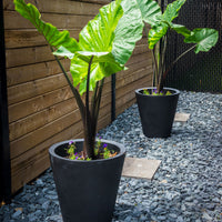 Alocasia Black Stem, Elephant Ears, Live Tropical Plant