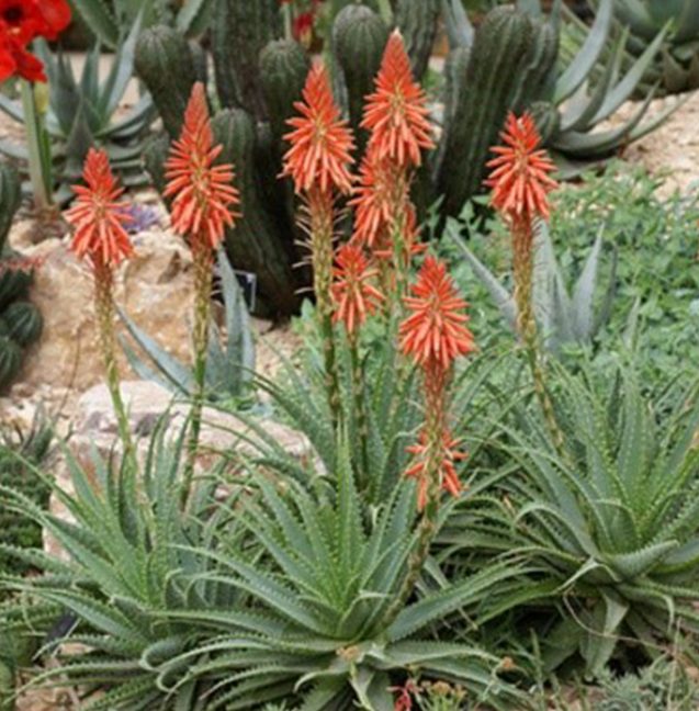 aloe vera plant flower picture Aloe Spineless Hedgehog, X Humilis ‘ANDHOGP’