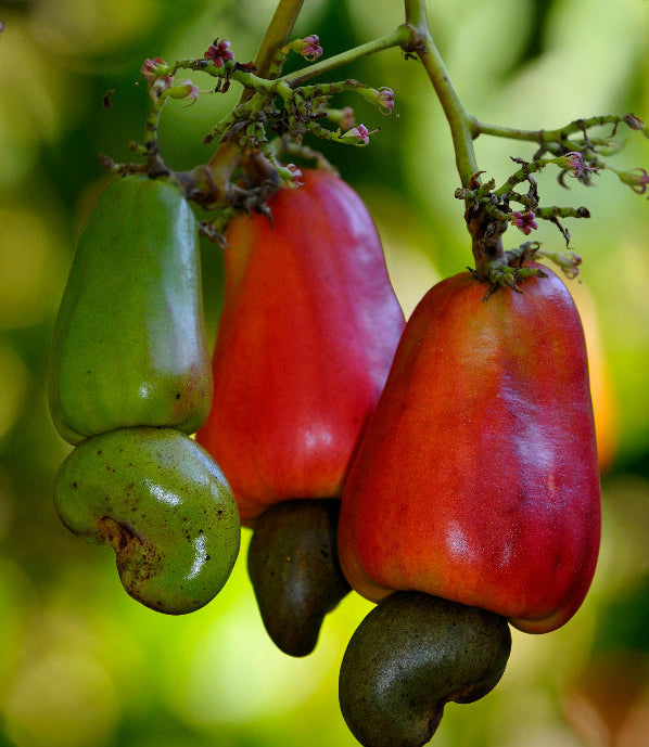 Close-up of ripe Cashew Apple Nut fruit growing on tree