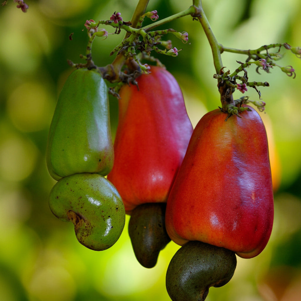 Close-up of ripe Cashew Apple Nut fruit growing on tree