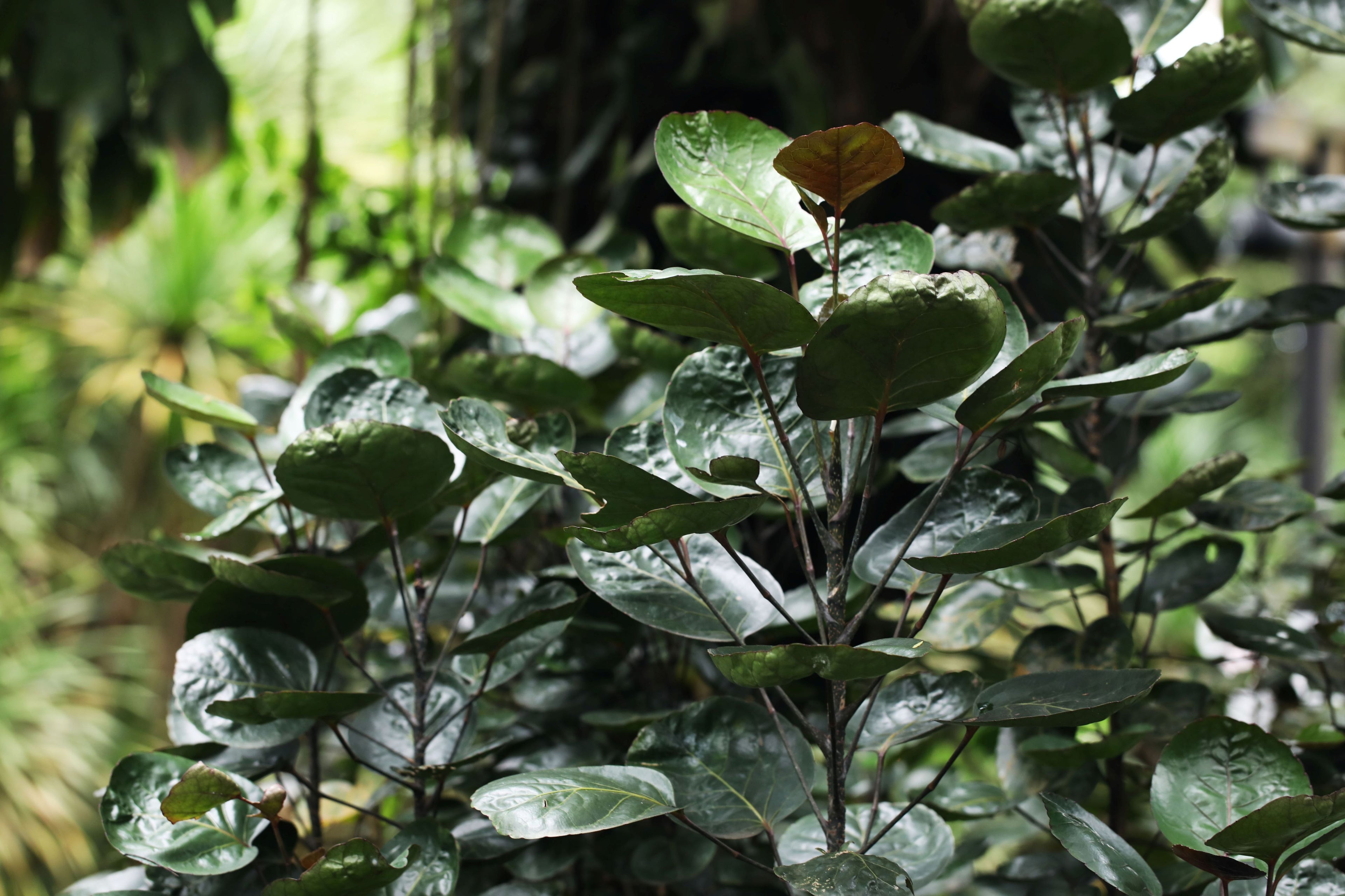 Aralia Fabian, Polyscias Scutellaria closeup view