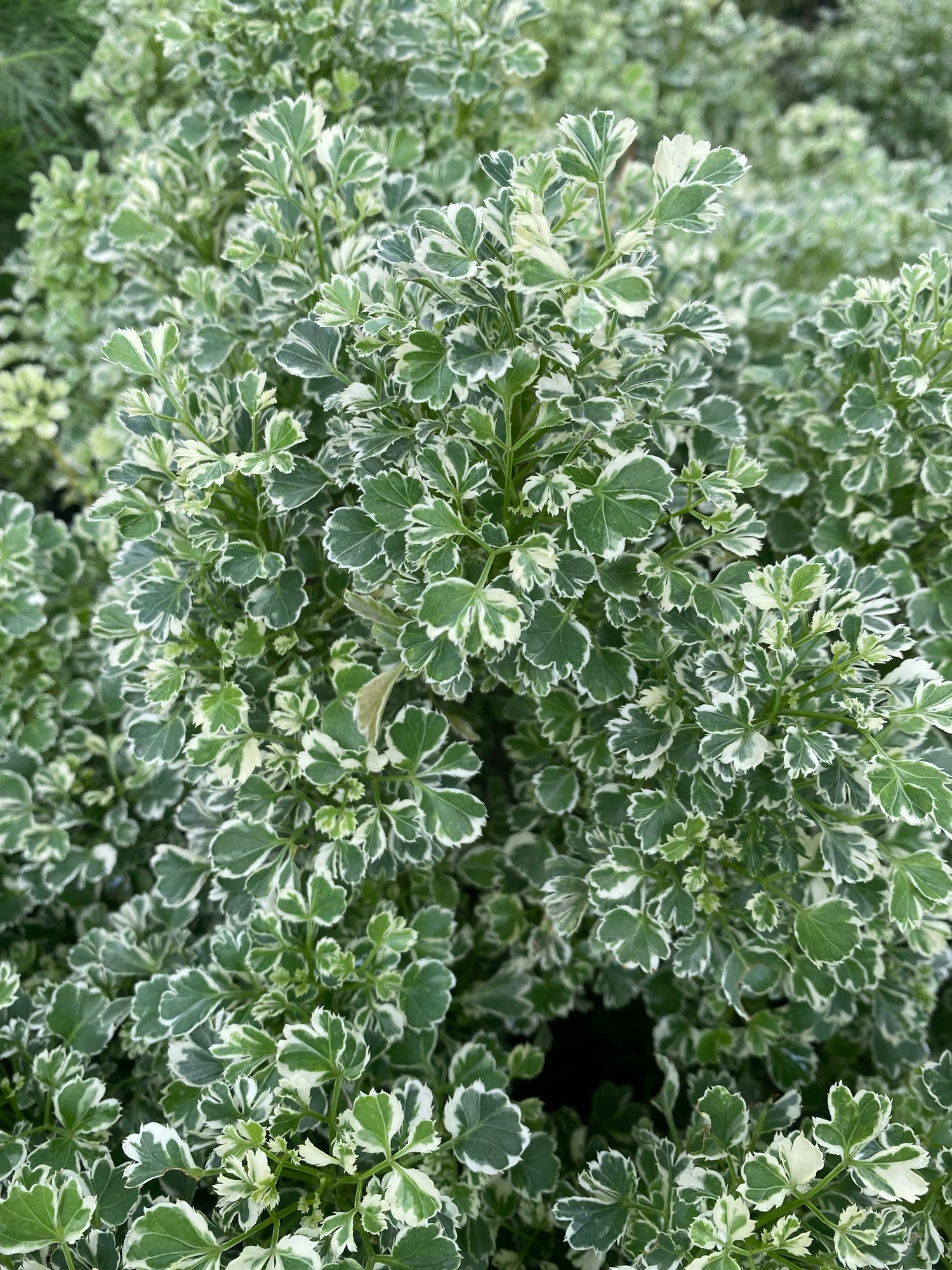 Aralia Balfouriana, Polyscias Balfour Variegated