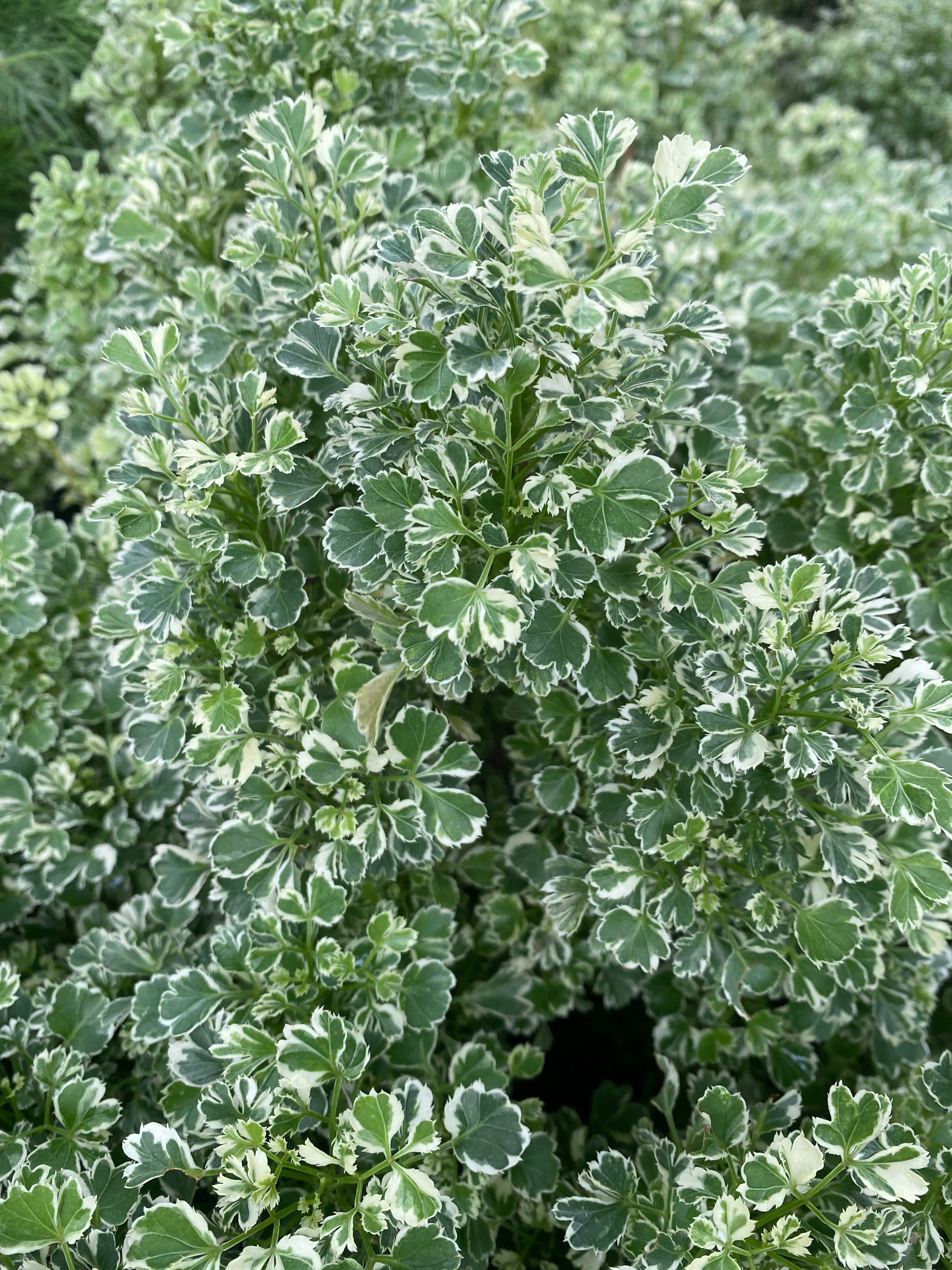 Aralia Balfouriana, Polyscias Balfour Variegated