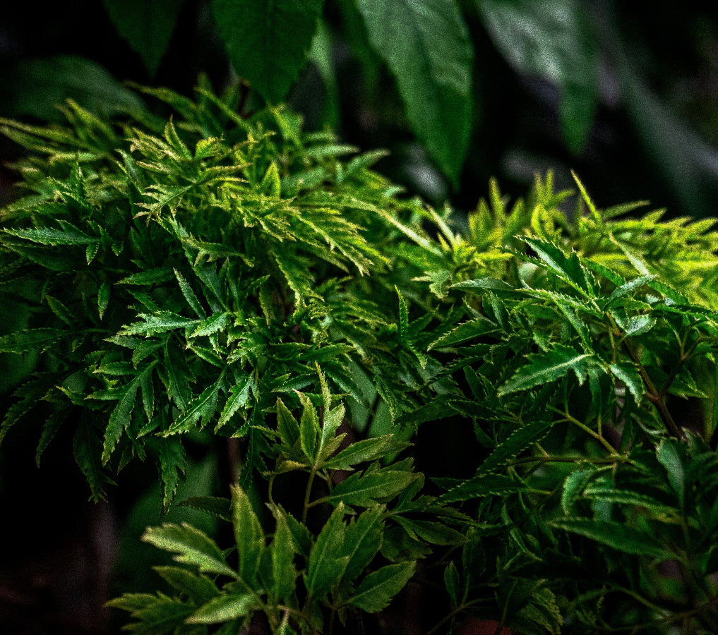 Aralia tree leaf close up
