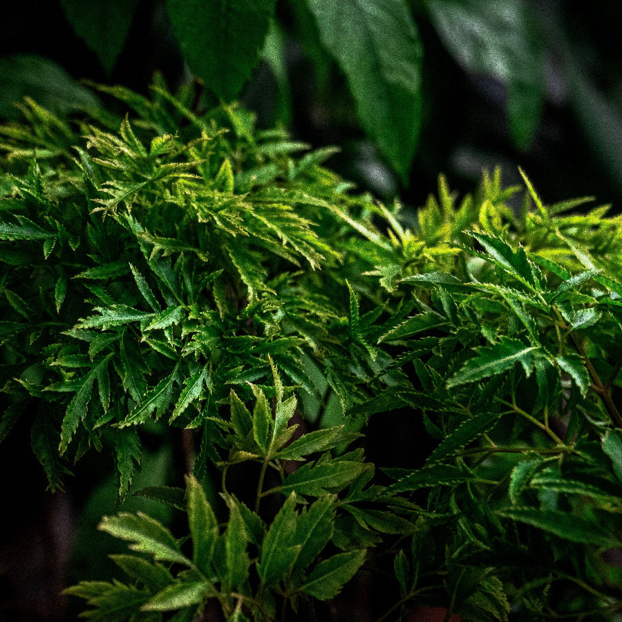 Aralia tree leaf close up