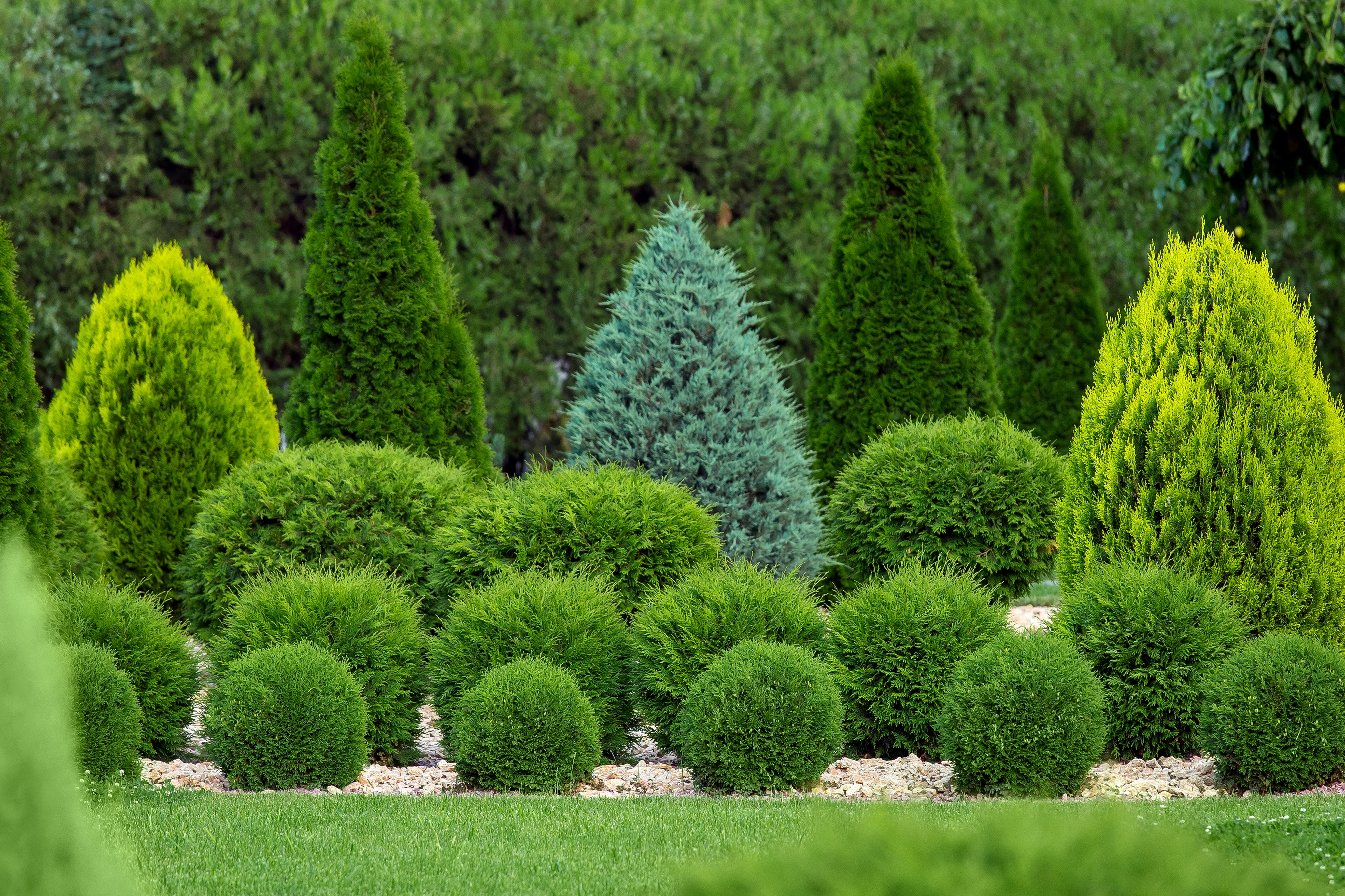 Little Giant Arborvitae Topiary Ball, False White Cedar