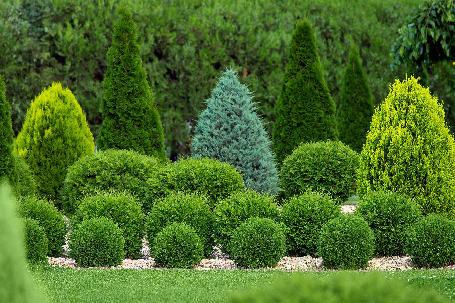 Little Giant Arborvitae Topiary Ball, False White Cedar Fully Grown Green shrub in a garden setting with other plants and rocks.