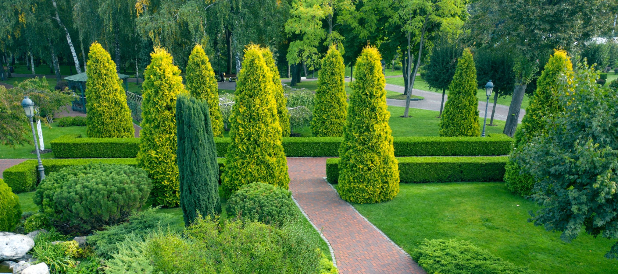 Yellow Cone Arborvitae trees in a landscape.