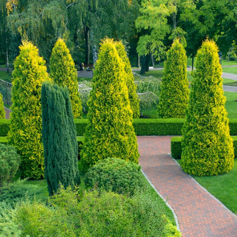 Yellow Cone Arborvitae trees in a landscape.