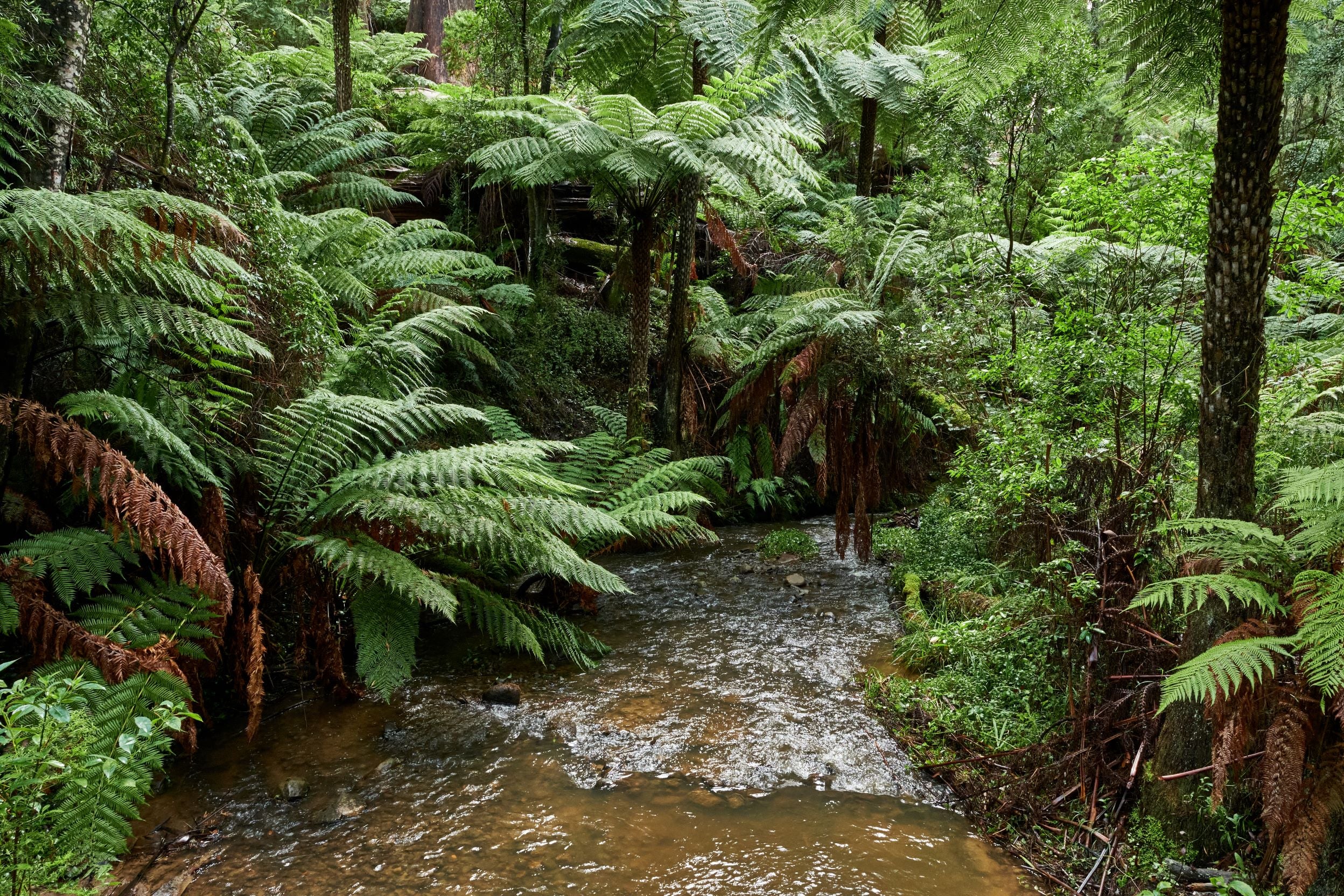 Australian Tree Fern, Beautiful & Exotic in a jungle