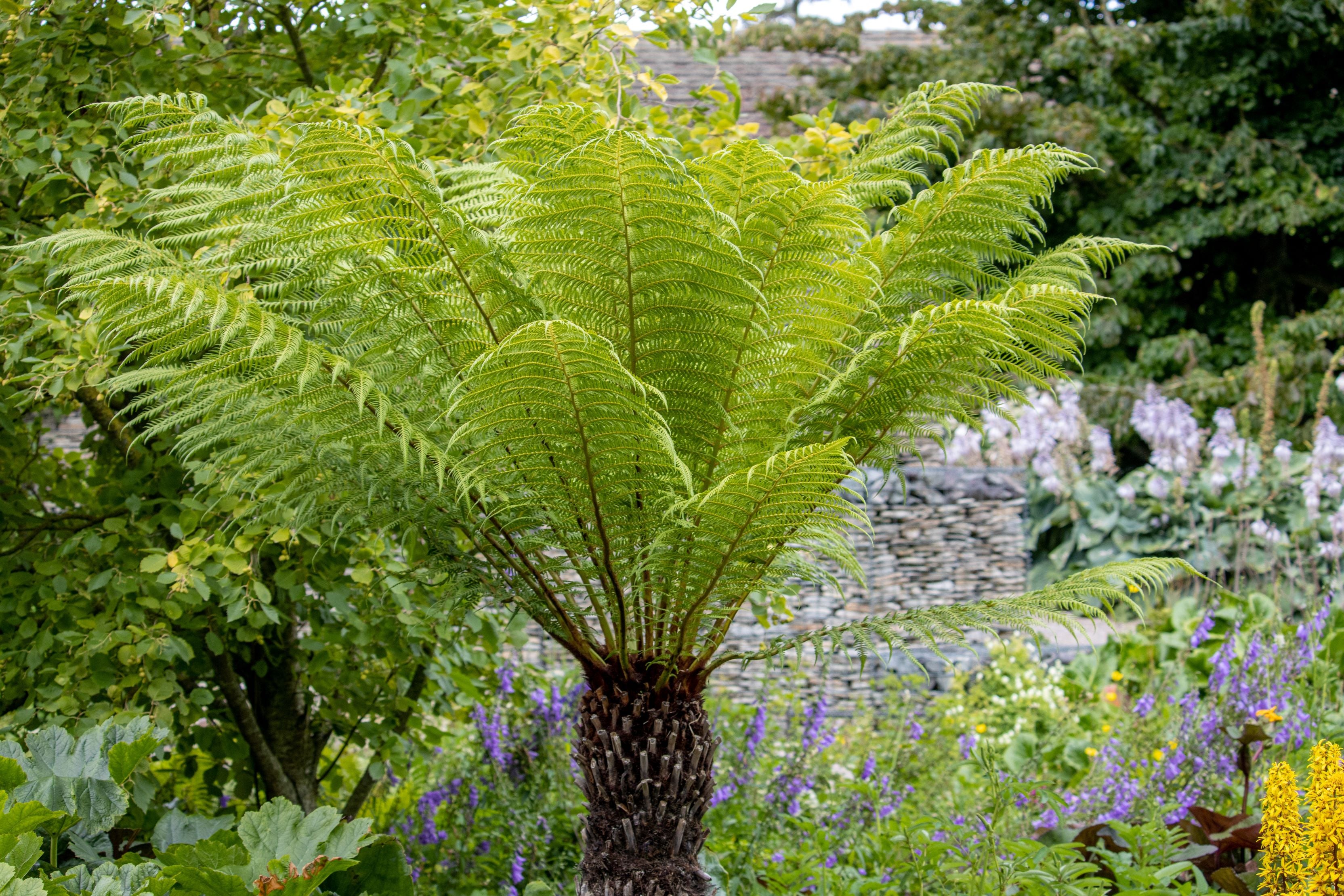 close view of Australian Tree Fern, Beautiful & Exotic in forest