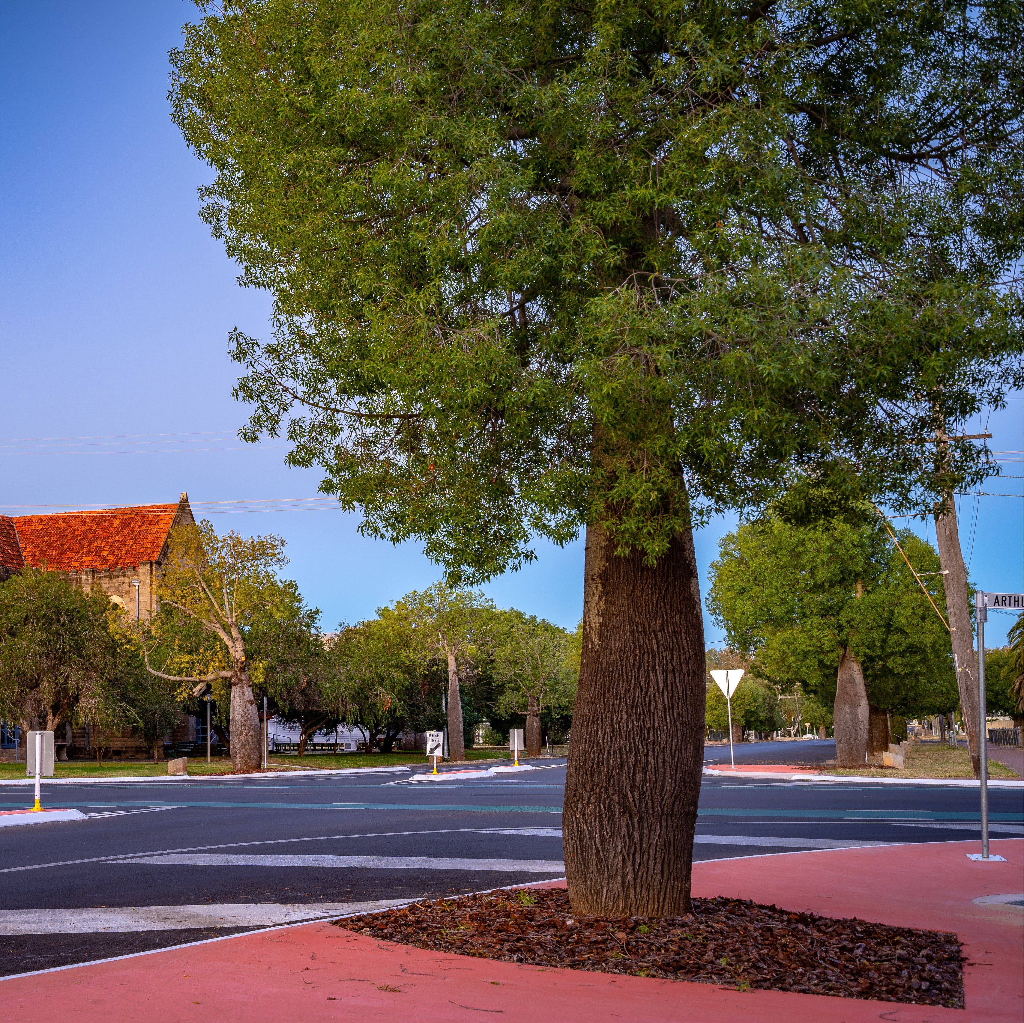 Queensland Bottle Tree, Brachychiton Rupestris