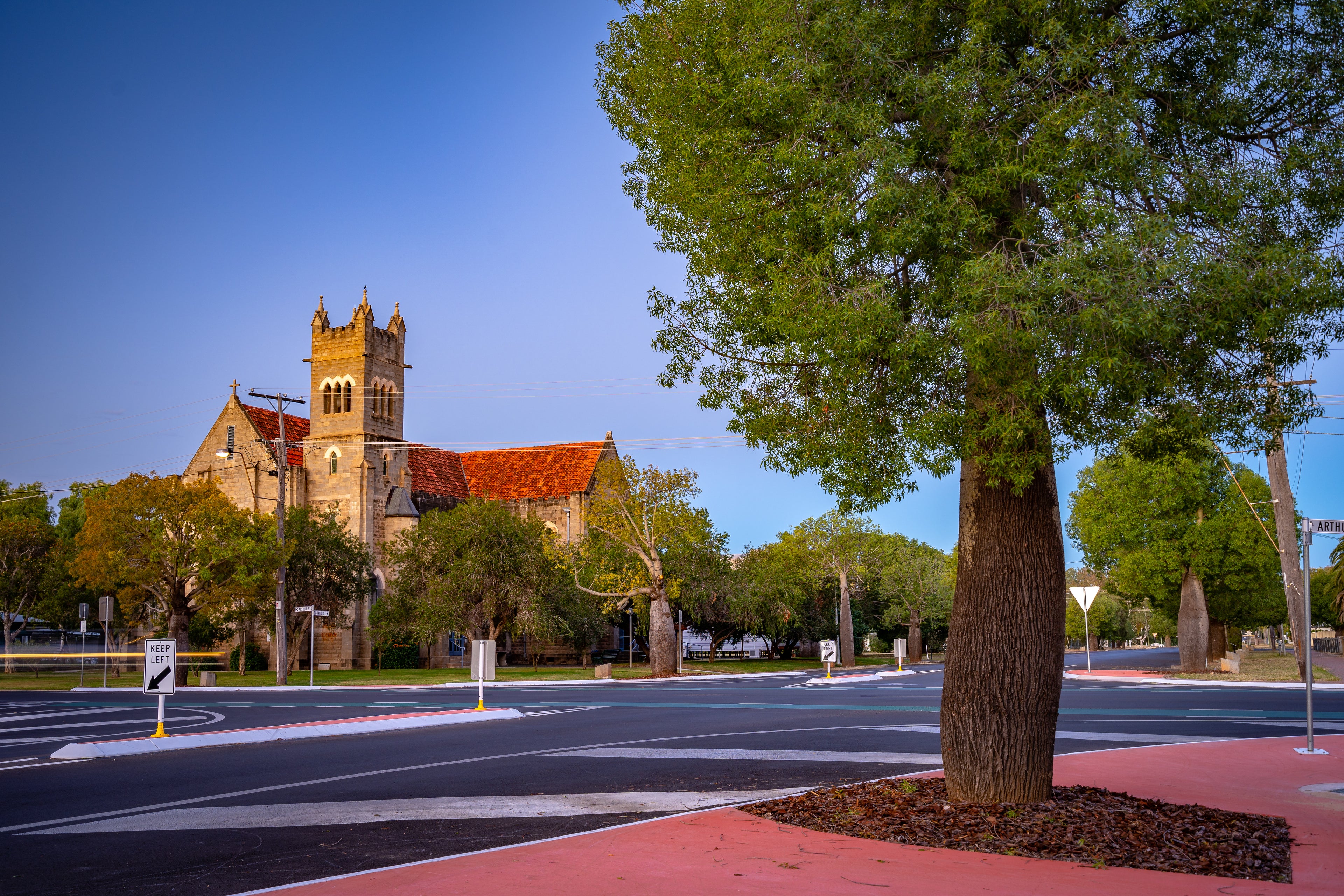 Queensland Bottle Tree, Brachychiton Rupestris