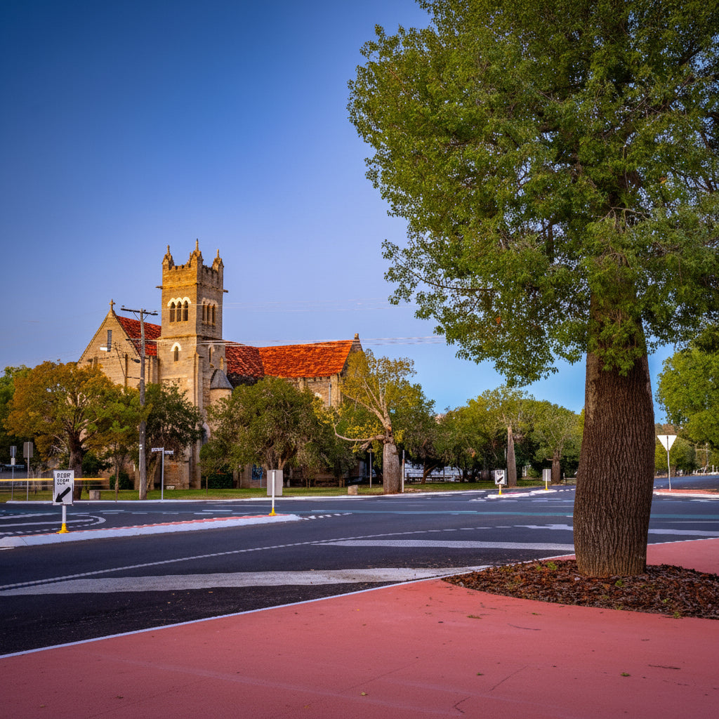 Mature Queensland Bottle Tree, Brachychiton Rupestris planted along sidewalk