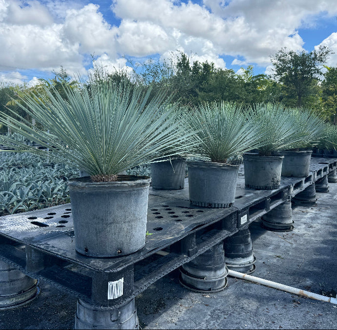 A row of potted Yucca rostrata (Beaked Yucca) plants sitting on a 10 gallon black plastic pallet in an outdoor nursery.