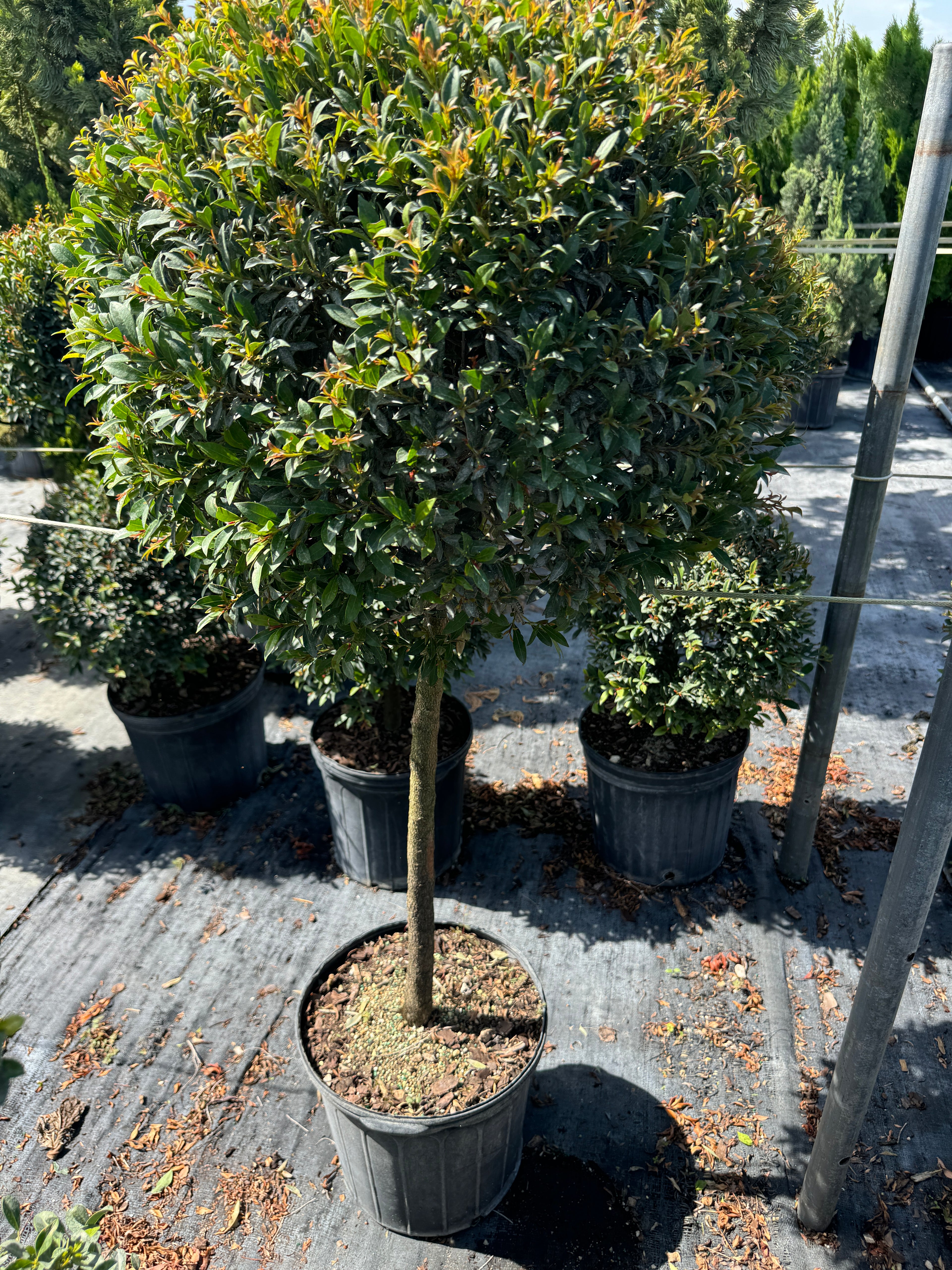Topiary Eugenia 1-Ball Tree Form