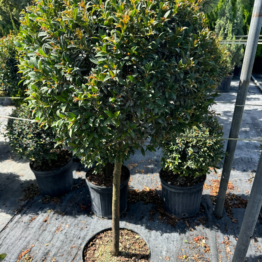 Topiary Eugenia 1-Ball Tree Form Nursery Pot 5gal.