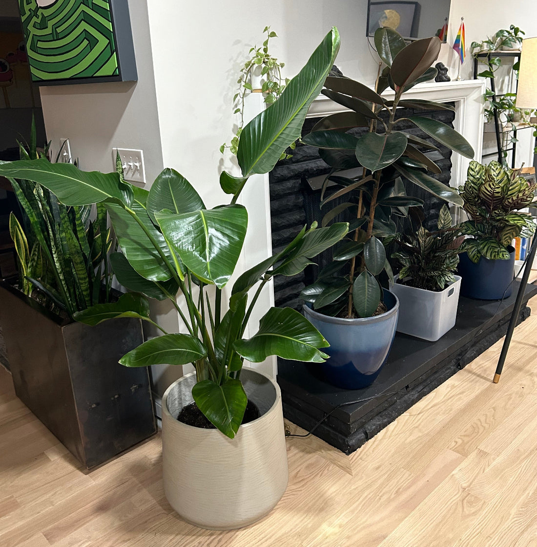 Bird of Paradise White, Strelitzia Nicolai in a decorative container with large, upright green arching leaves, ideal for adding a tropical touch to indoor living spaces.
