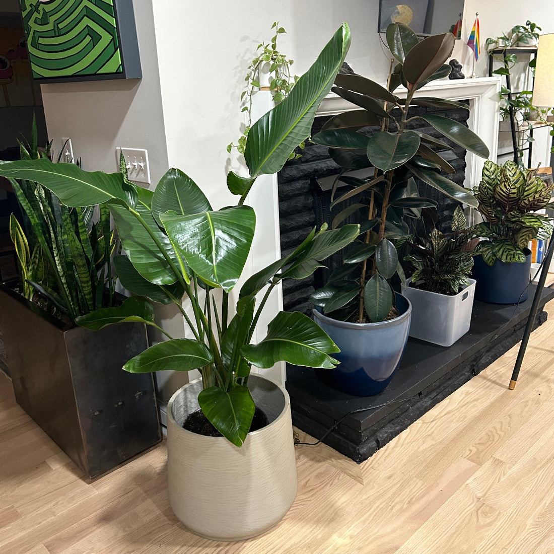 Bird of Paradise White, Strelitzia Nicolai in a decorative container with large, upright green arching leaves, ideal for adding a tropical touch to indoor living spaces.