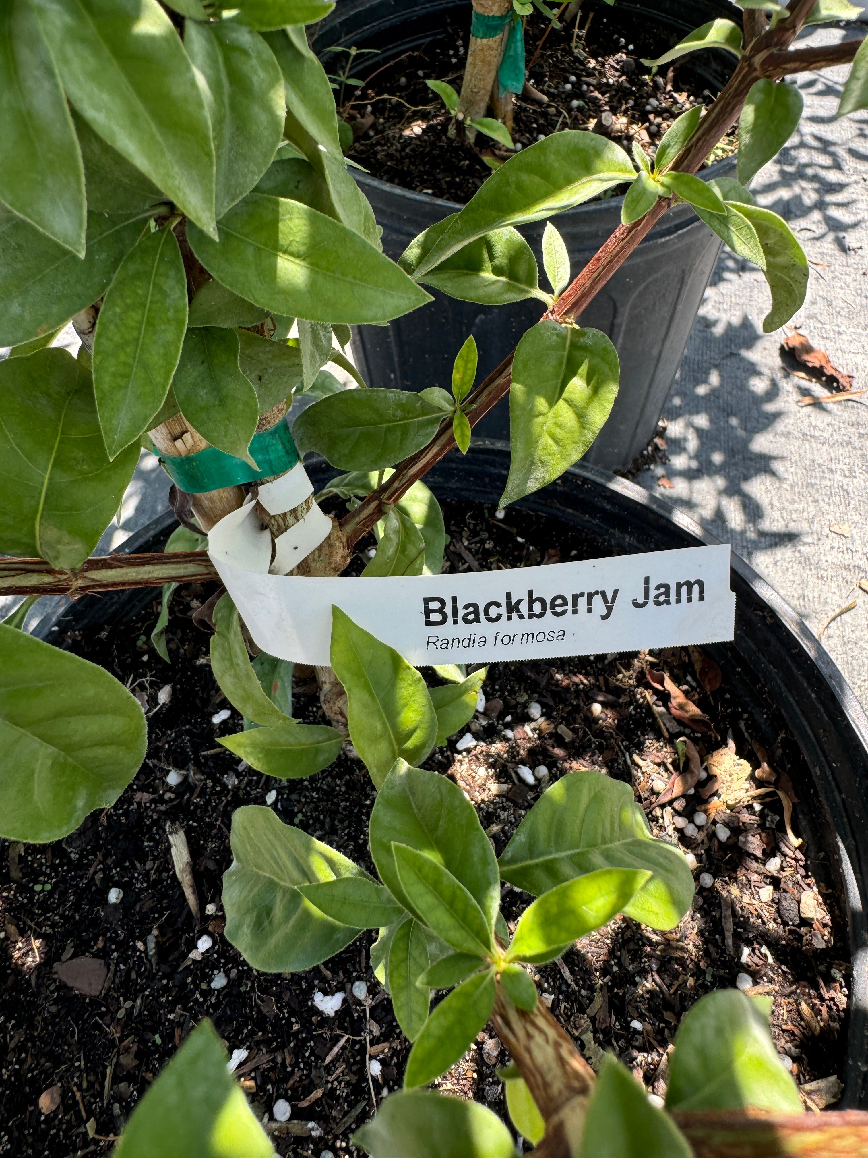 Blackberry Jam Fruti Tree, Randia Formosa