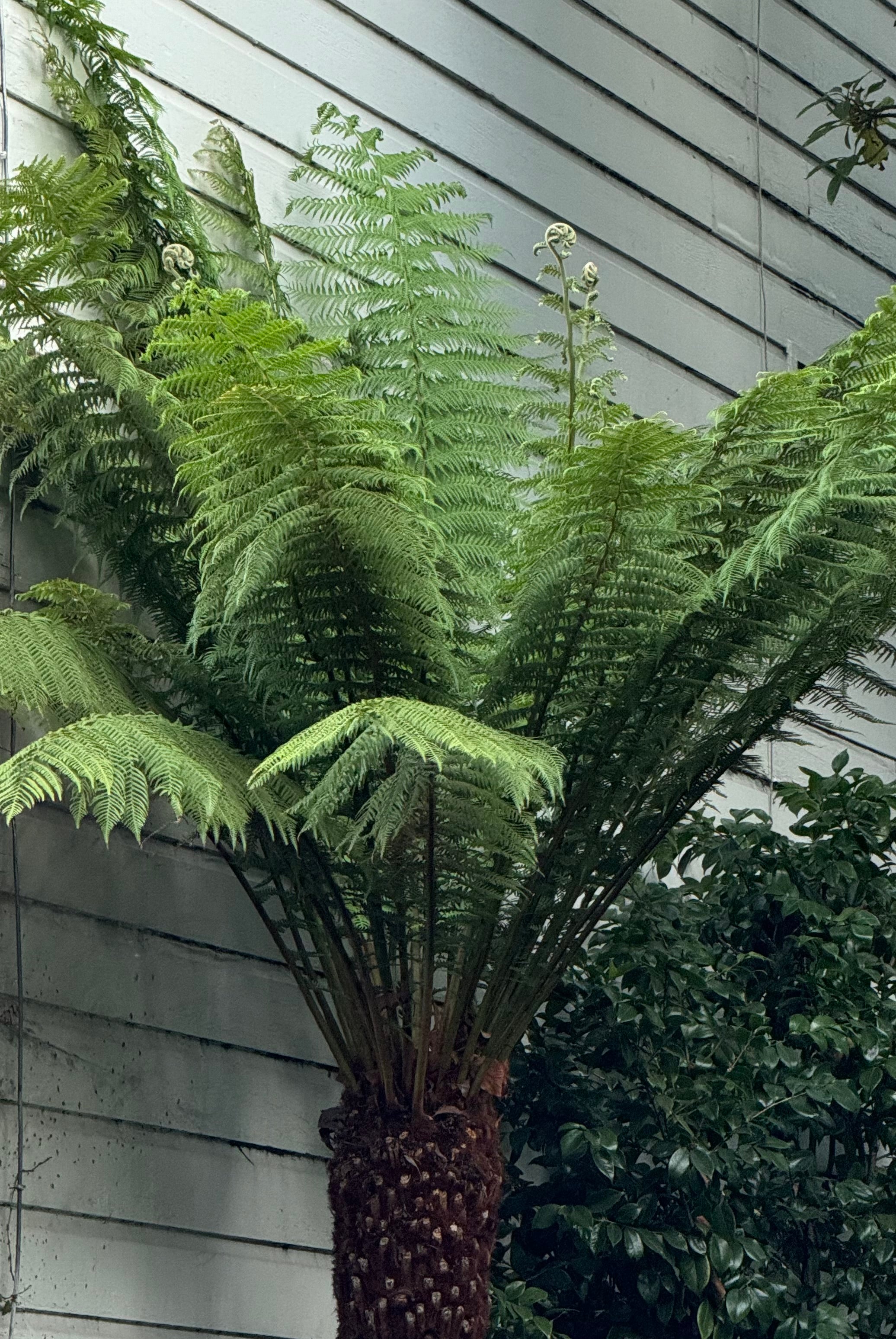 Australian Tree Fern, Alsophila Australis