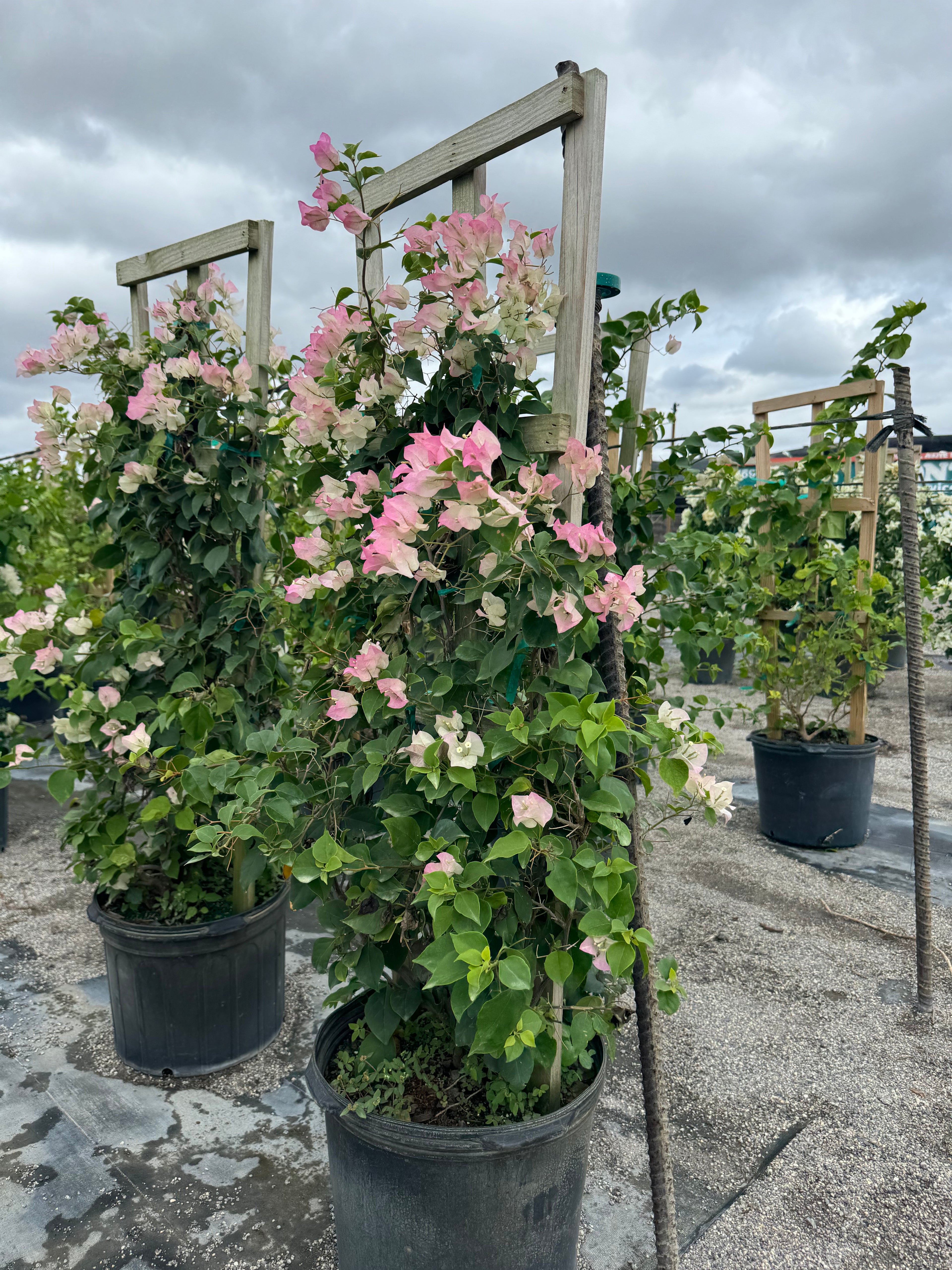 Bougainvillea White-Pink Flower Tree in Trellis, &